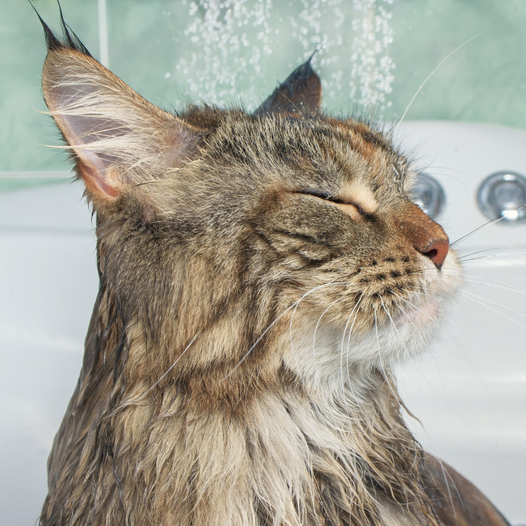 HomePets Shower Warmer