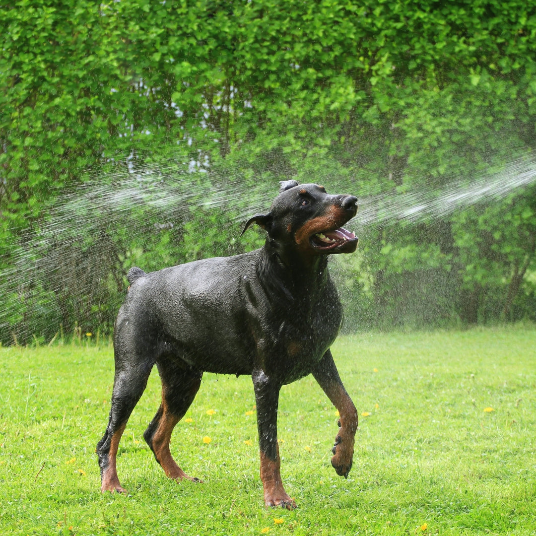HomePets Shower Warmer