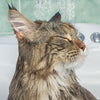 HomePets Shower Warmer